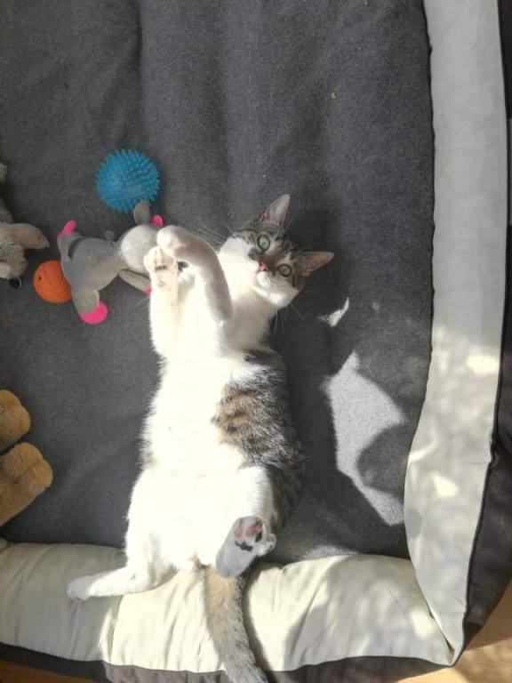 Plebiscyt Gwarka Superzwierzaki w obiektywie