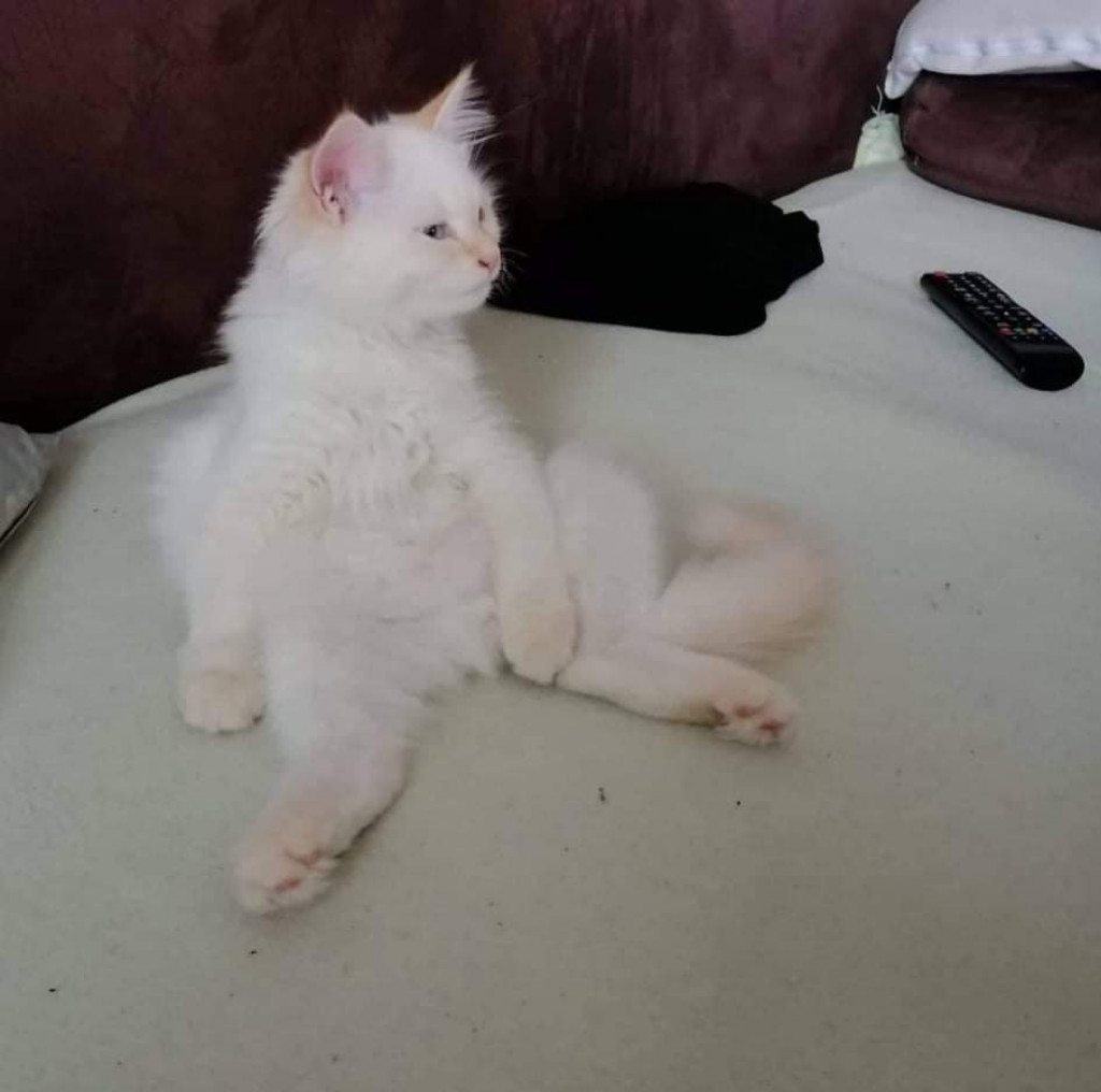 Plebiscyt Gwarka Superzwierzaki w obiektywie