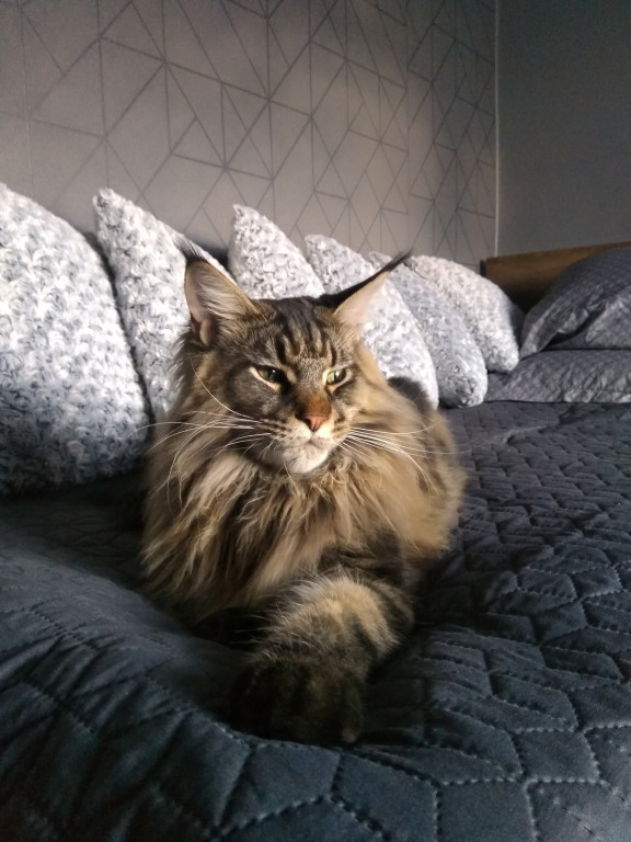 Plebiscyt Gwarka Superzwierzaki w obiektywie