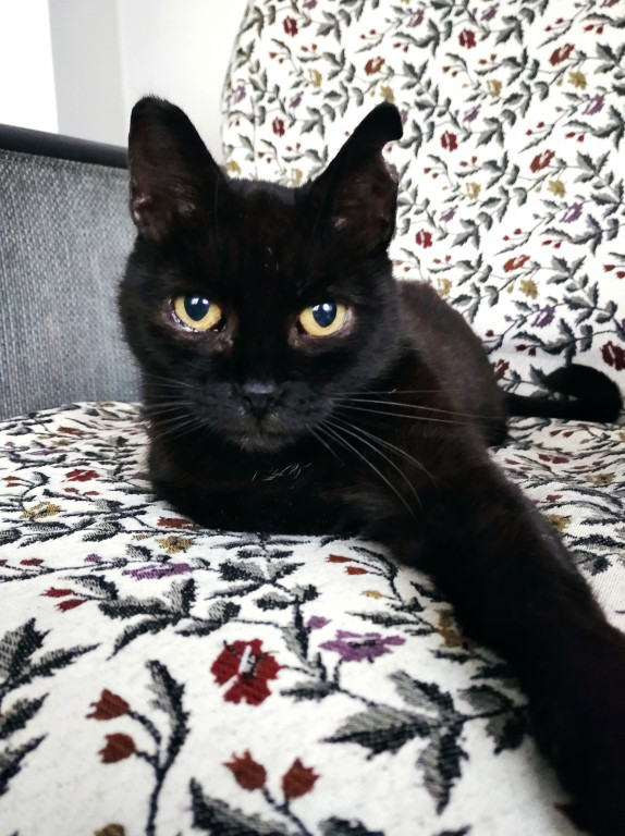 Plebiscyt Gwarka Superzwierzaki w obiektywie