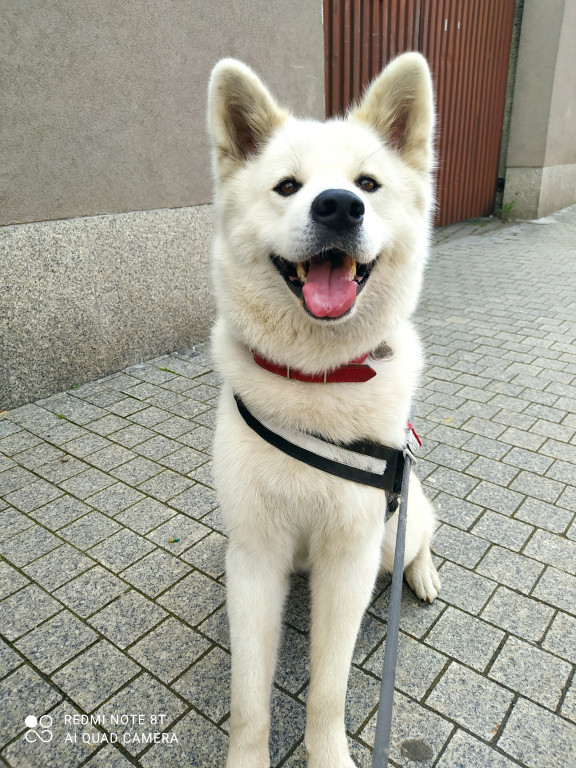 Plebiscyt Gwarka Superzwierzaki w obiektywie