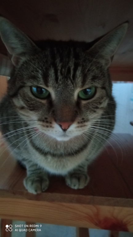 Plebiscyt Gwarka Superzwierzaki w obiektywie