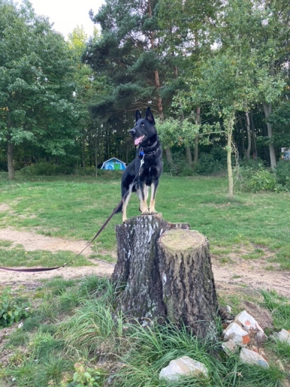 Plebiscyt Gwarka Superzwierzaki w obiektywie