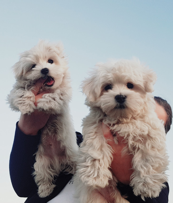 Plebiscyt Gwarka Superzwierzaki w obiektywie