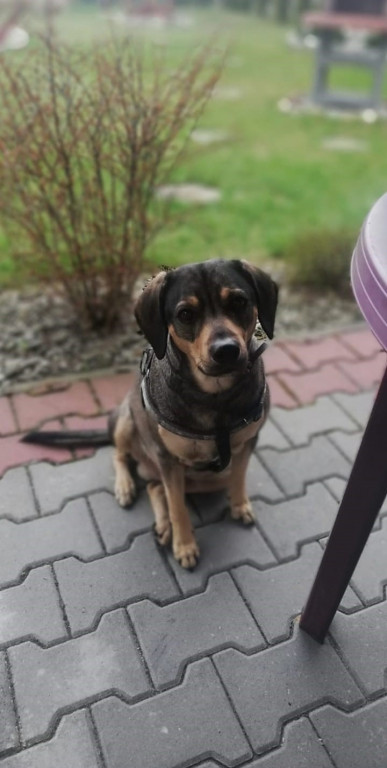 Plebiscyt Gwarka Superzwierzaki w obiektywie