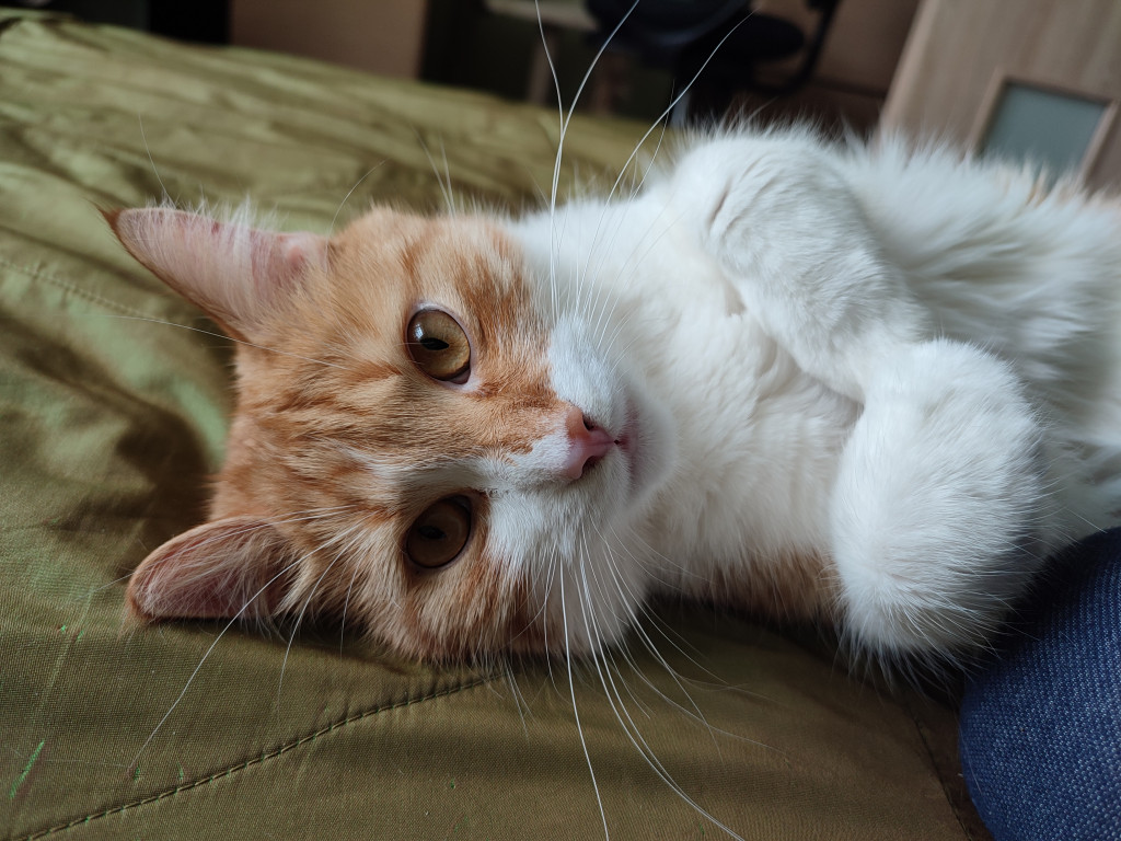 Plebiscyt Gwarka Superzwierzaki w obiektywie