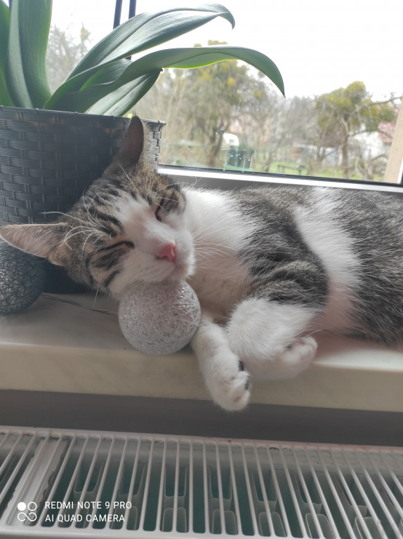 Plebiscyt Gwarka Superzwierzaki w obiektywie