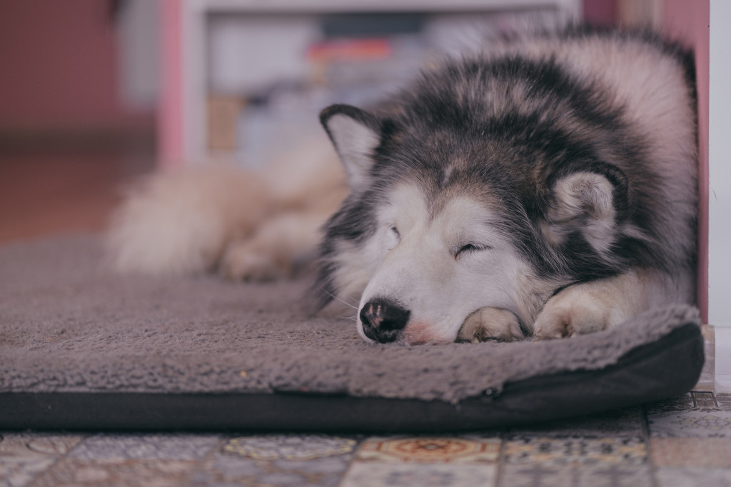 Plebiscyt Gwarka Superzwierzaki w obiektywie