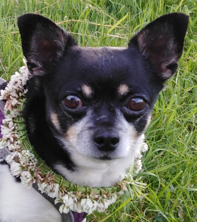 Plebiscyt Gwarka Superzwierzaki w obiektywie