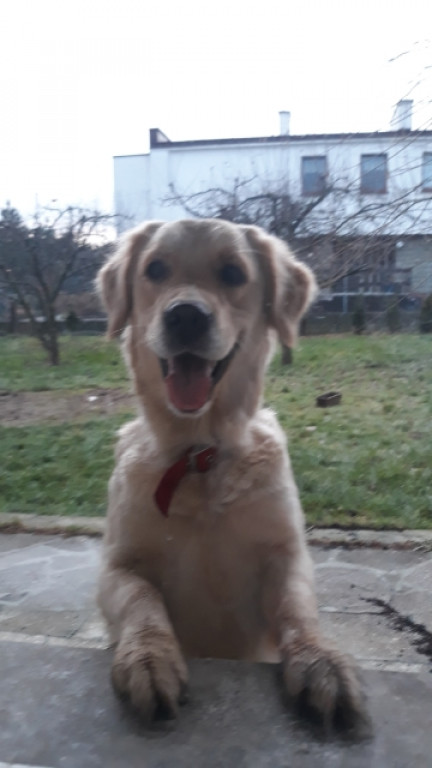 Plebiscyt Gwarka Superzwierzaki w obiektywie