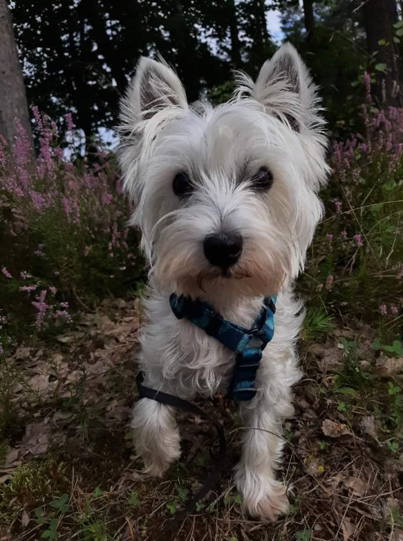 Plebiscyt Gwarka Superzwierzaki w obiektywie