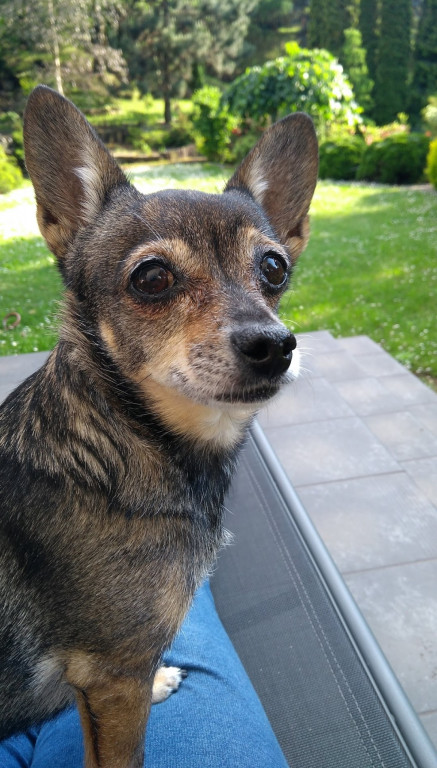 Plebiscyt Gwarka Superzwierzaki w obiektywie