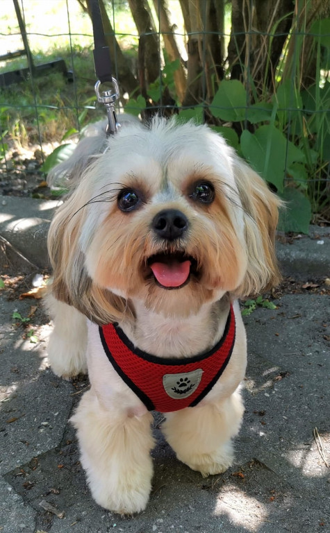 Plebiscyt Gwarka Superzwierzaki w obiektywie