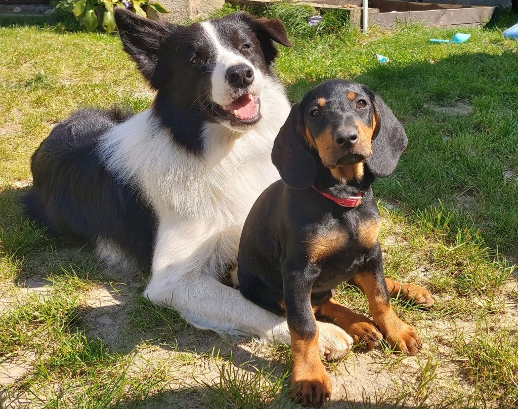 Plebiscyt Gwarka Superzwierzaki w obiektywie