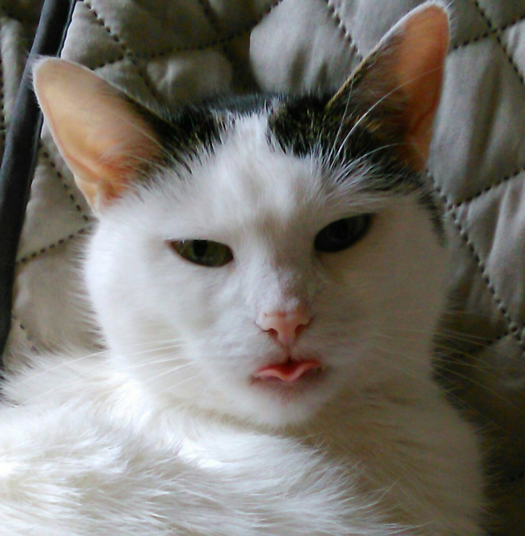 Plebiscyt Gwarka Superzwierzaki w obiektywie