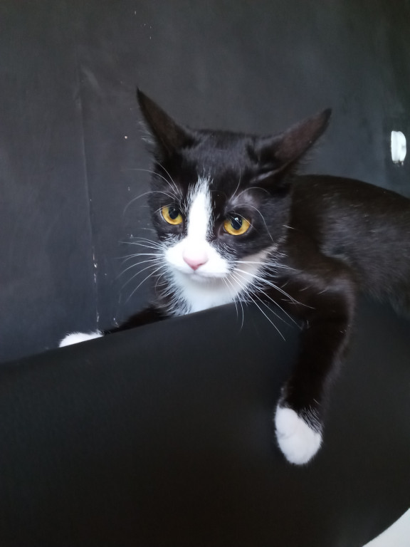 Plebiscyt Gwarka Superzwierzaki w obiektywie