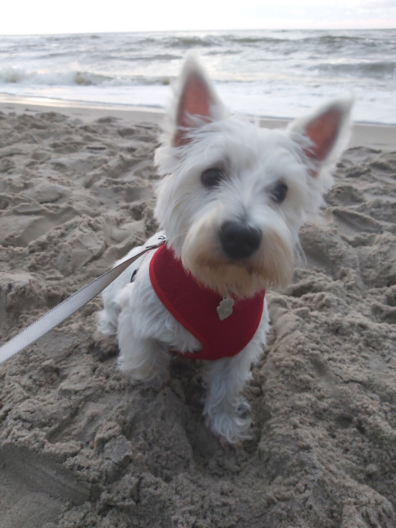 Plebiscyt Gwarka Superzwierzaki w obiektywie