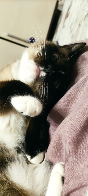 Plebiscyt Gwarka Superzwierzaki w obiektywie