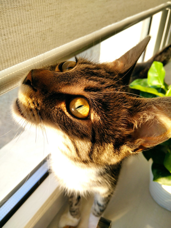 Plebiscyt Gwarka Superzwierzaki w obiektywie