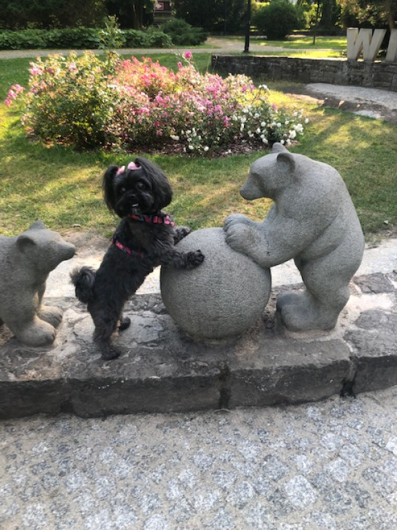 Plebiscyt Gwarka Superzwierzaki w obiektywie