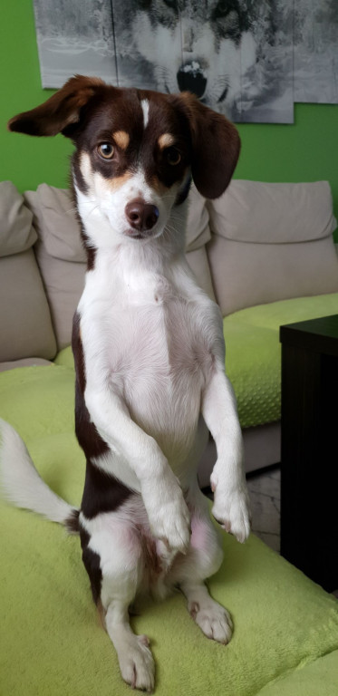 Plebiscyt Gwarka Superzwierzaki w obiektywie