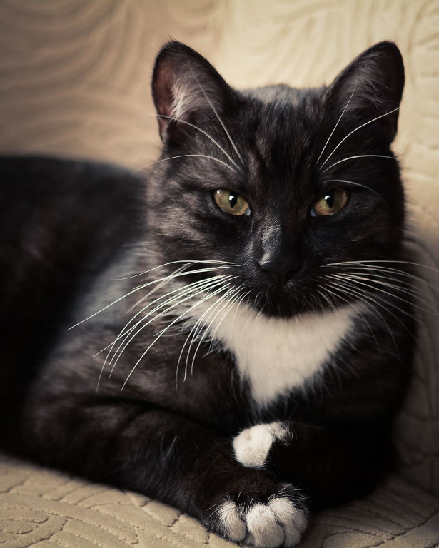 Plebiscyt Gwarka Superzwierzaki w obiektywie