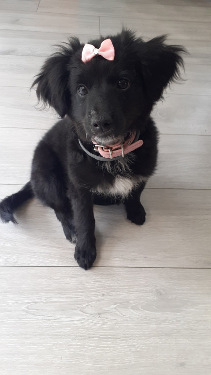 Plebiscyt Gwarka Superzwierzaki w obiektywie