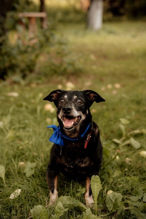 Plebiscyt Gwarka Superzwierzaki w obiektywie