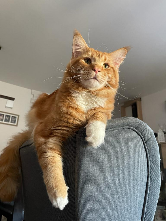 Plebiscyt Gwarka Superzwierzaki w obiektywie