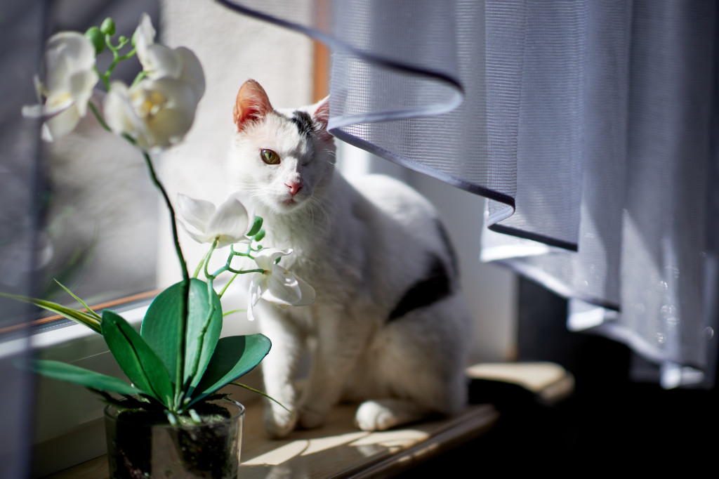 Plebiscyt Gwarka Superzwierzaki w obiektywie