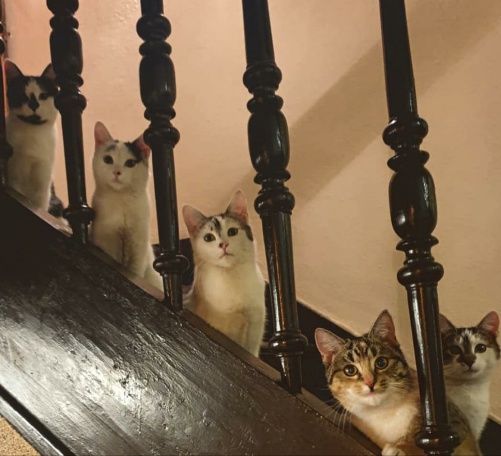 Plebiscyt Gwarka Superzwierzaki w obiektywie