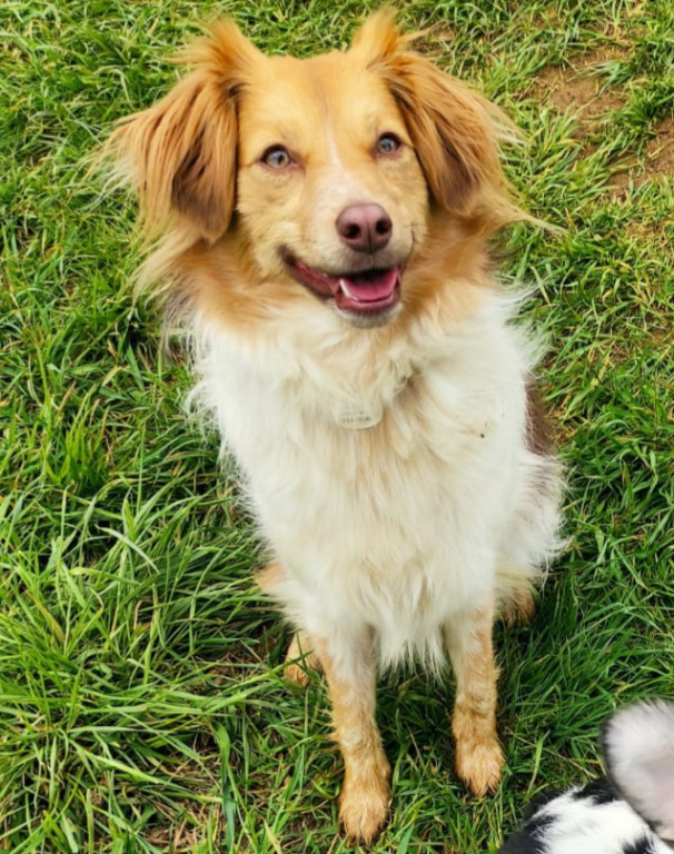 Plebiscyt Gwarka Superzwierzaki w obiektywie