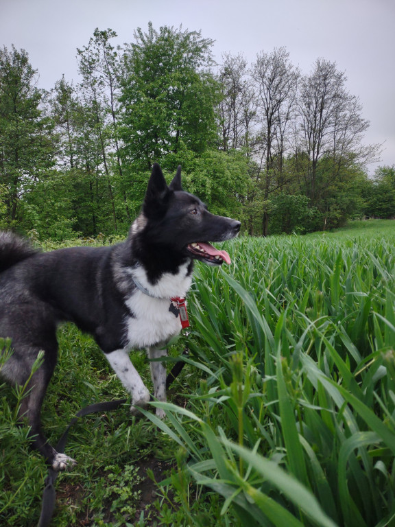 Plebiscyt Gwarka Superzwierzaki w obiektywie