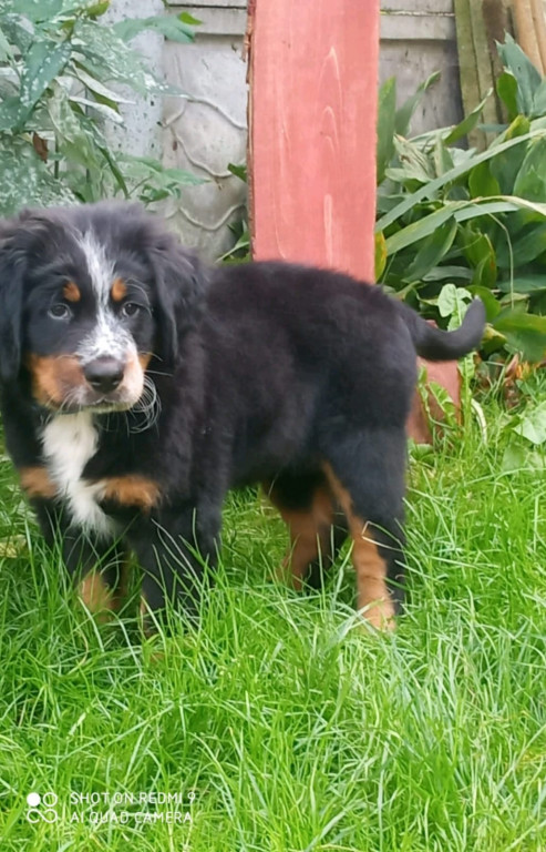 Plebiscyt Gwarka Superzwierzaki w obiektywie