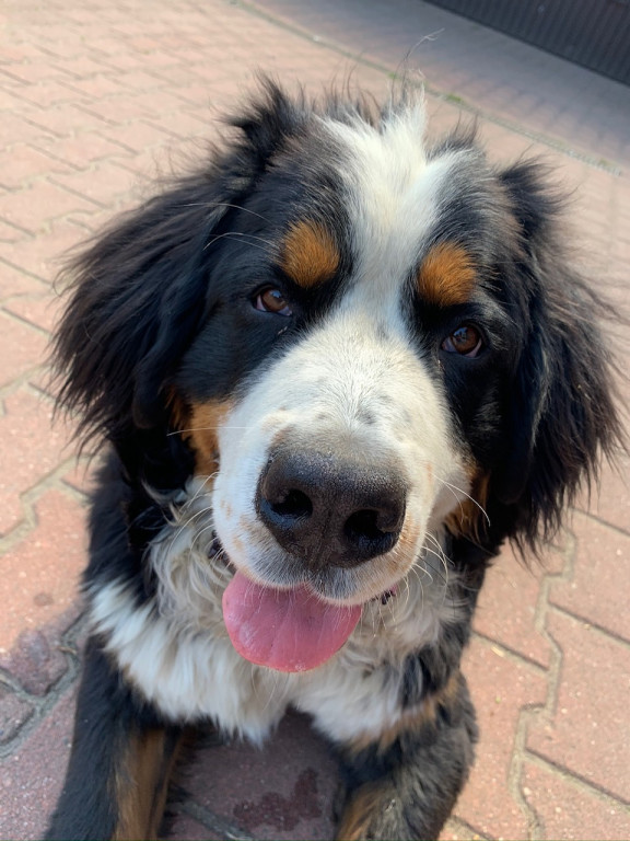 Plebiscyt Gwarka Superzwierzaki w obiektywie