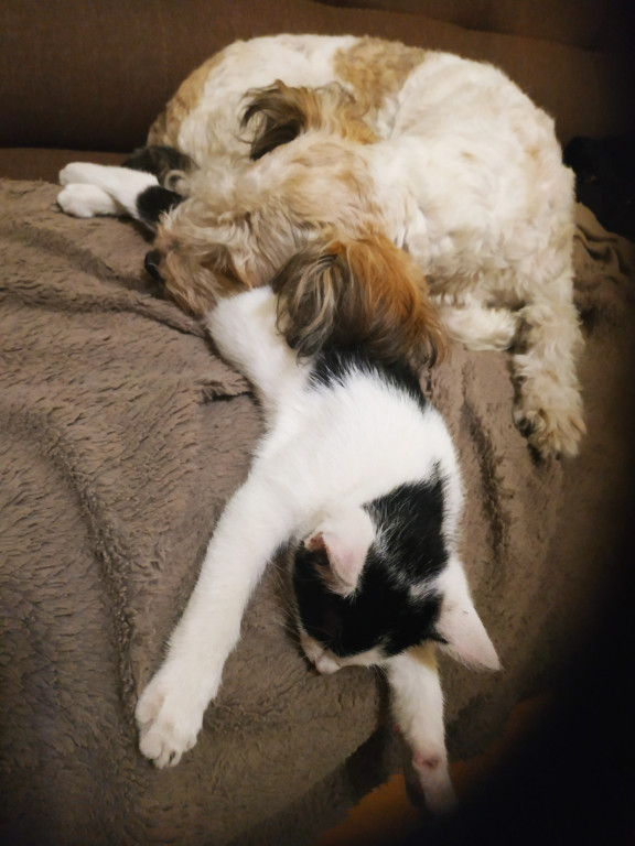 Plebiscyt Gwarka Superzwierzaki w obiektywie