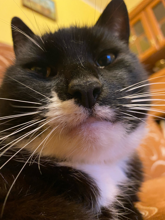 Plebiscyt Gwarka Superzwierzaki w obiektywie