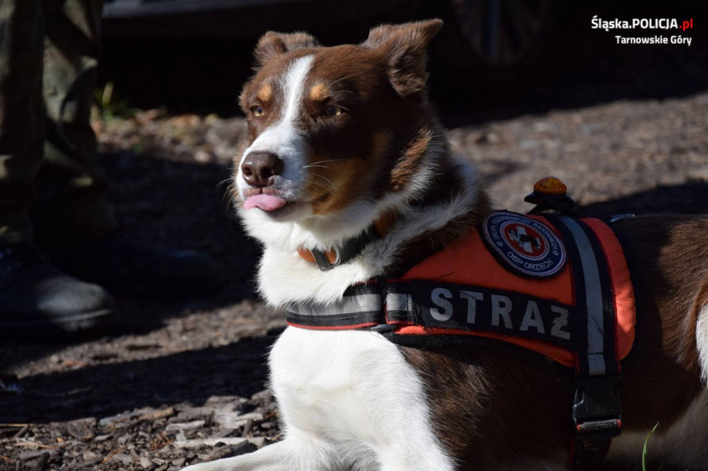 Straż, psy, policja, dron, quady, GOPR. Co działo się w lesie?