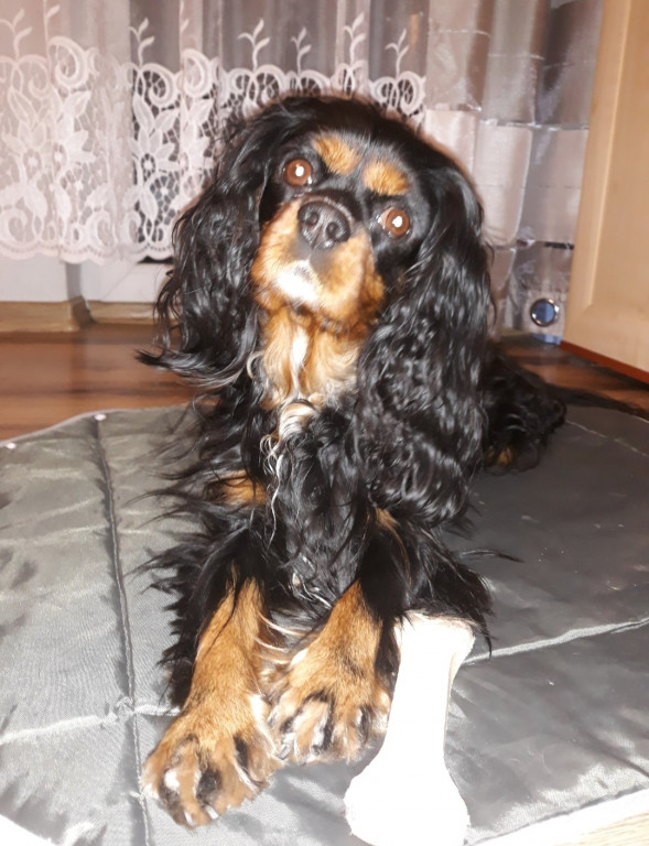 Plebiscyt Gwarka Superzwierzaki w obiektywie