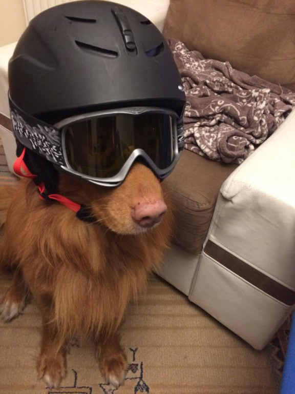 Plebiscyt Gwarka Superzwierzaki w obiektywie