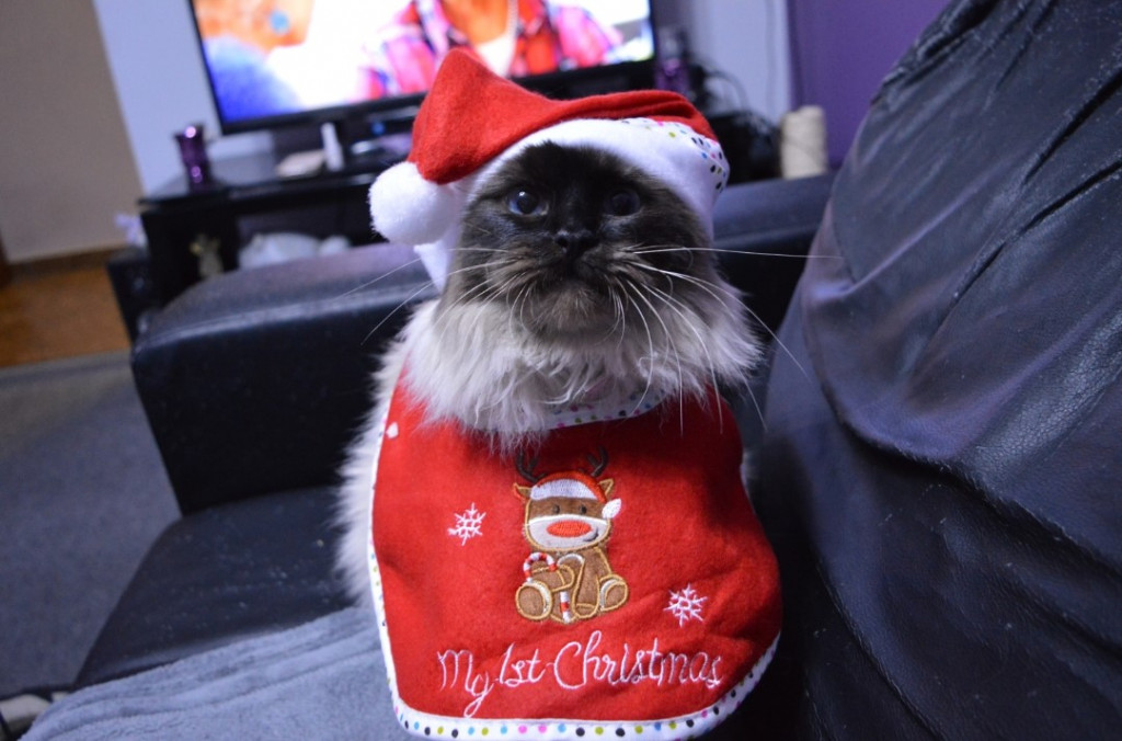 Plebiscyt Gwarka Superzwierzaki w obiektywie