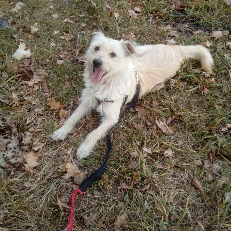 Plebiscyt Gwarka Superzwierzaki w obiektywie