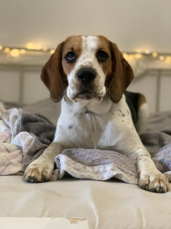 Plebiscyt Gwarka Superzwierzaki w obiektywie