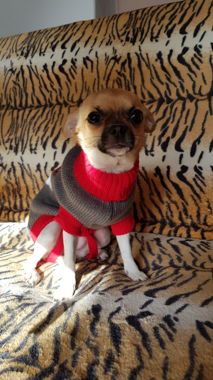 Plebiscyt Gwarka Superzwierzaki w obiektywie