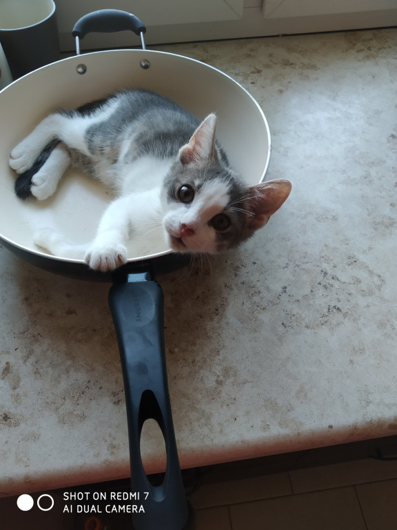 Plebiscyt Gwarka Superzwierzaki w obiektywie