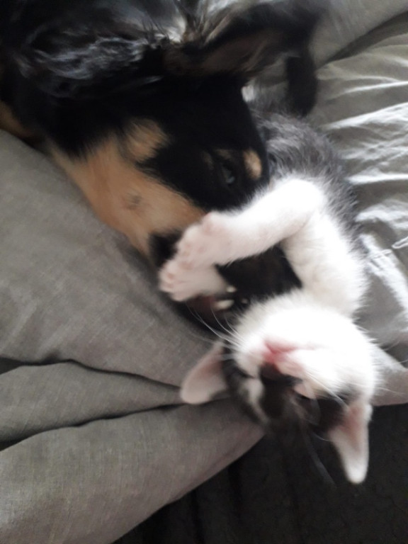 Plebiscyt Gwarka Superzwierzaki w obiektywie