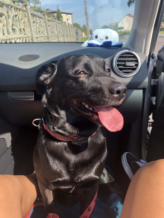 Plebiscyt Gwarka Superzwierzaki w obiektywie