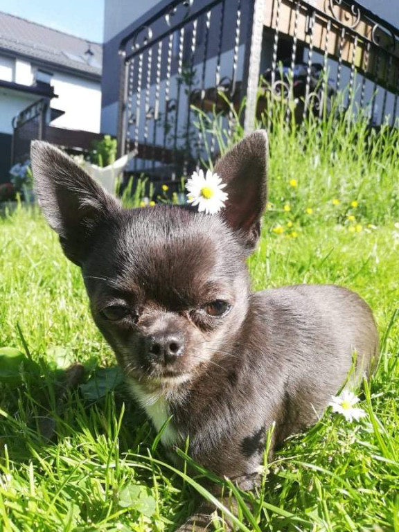 Plebiscyt Gwarka Superzwierzaki w obiektywie