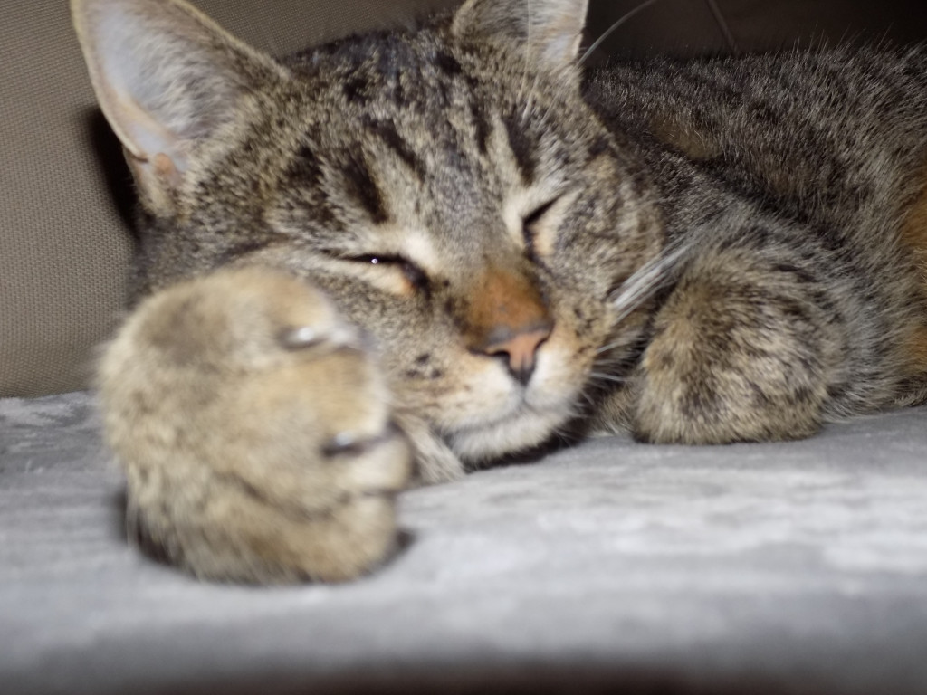 Plebiscyt Gwarka Superzwierzaki w obiektywie