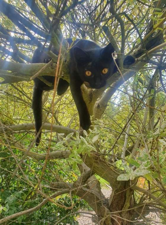 Plebiscyt Gwarka Superzwierzaki w obiektywie